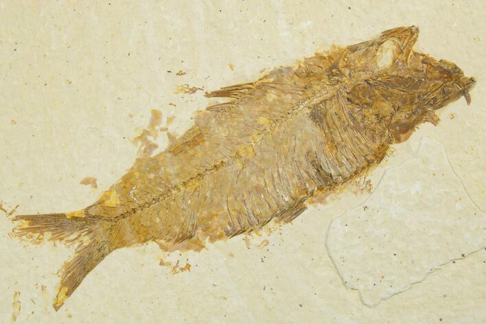 Detailed Fossil Fish (Knightia) - Wyoming #355650